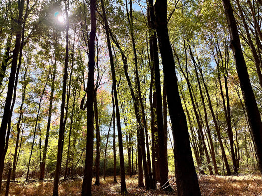 Enjoying Fresh Coffee in the Fall: Embrace the Season and Change Your Taste Buds